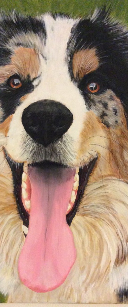 MURPHY - BORDER COLLIE by ELAINE ASKEW