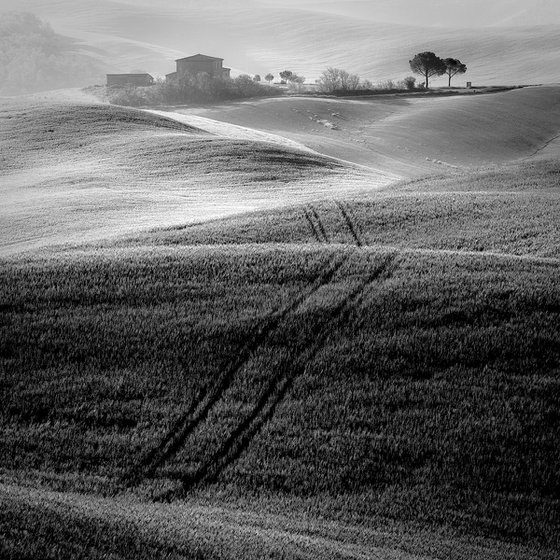 Fields of Tuscany