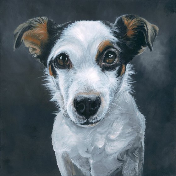 Boris the Jack Russell