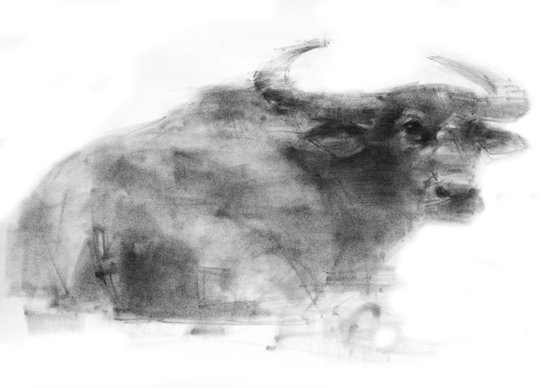 Water Buffalo 1