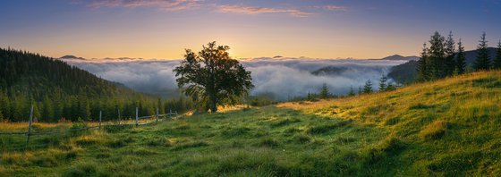 Misty morning on the meadow.