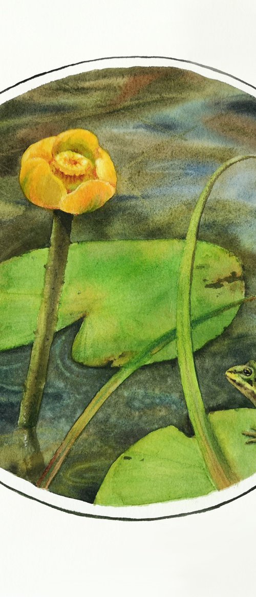 Yellow pond lily frog by Olga Beliaeva Watercolour