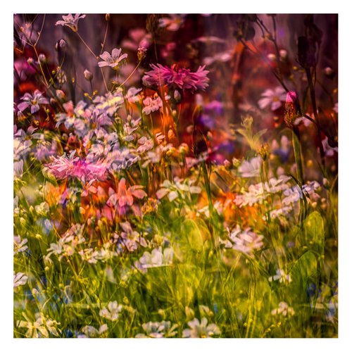 Summer Meadows #1. Limited Edition 1/25 12x12 inch Photographic Print. by Graham Briggs