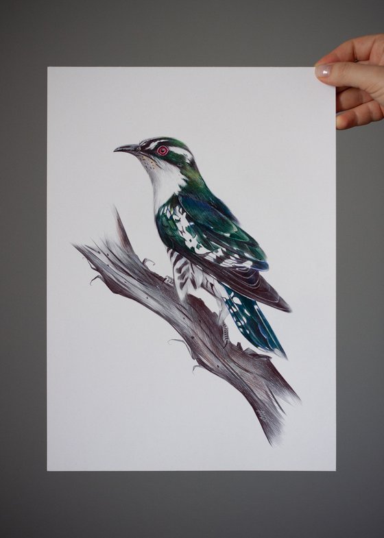 Diederik Cuckoo