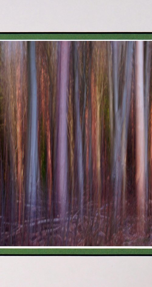 Deep in the Forest 1 ICM by Robin Clarke
