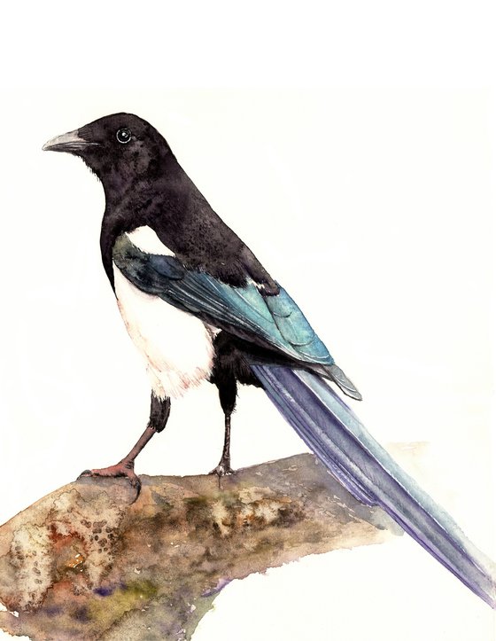 Watercolour bird magpie sitting on a branch in the rays of the sun 5