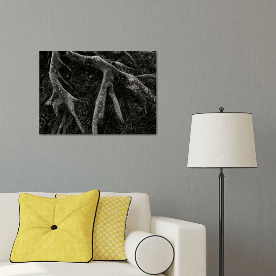 Roots II | Limited Edition Fine Art Print 1 of 10 | 60 x 40 cm