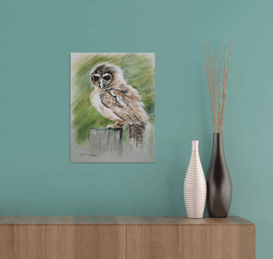 Owl I
