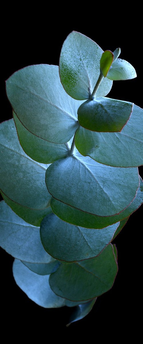 Eucalyptus Silver Dollar Leaves by Nadia Culph