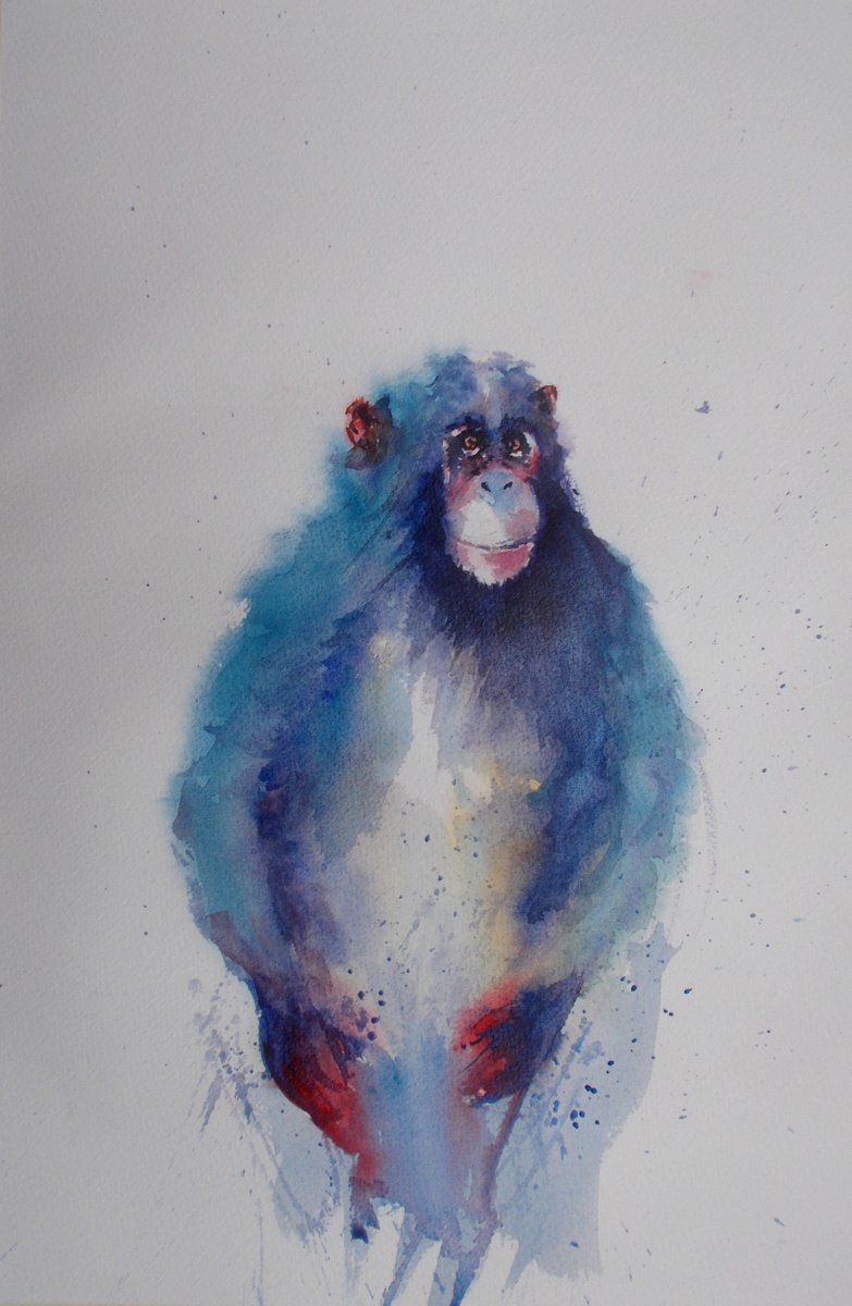 chimpanzee 2 by Giorgio Gosti