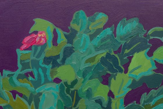 Holiday cactus