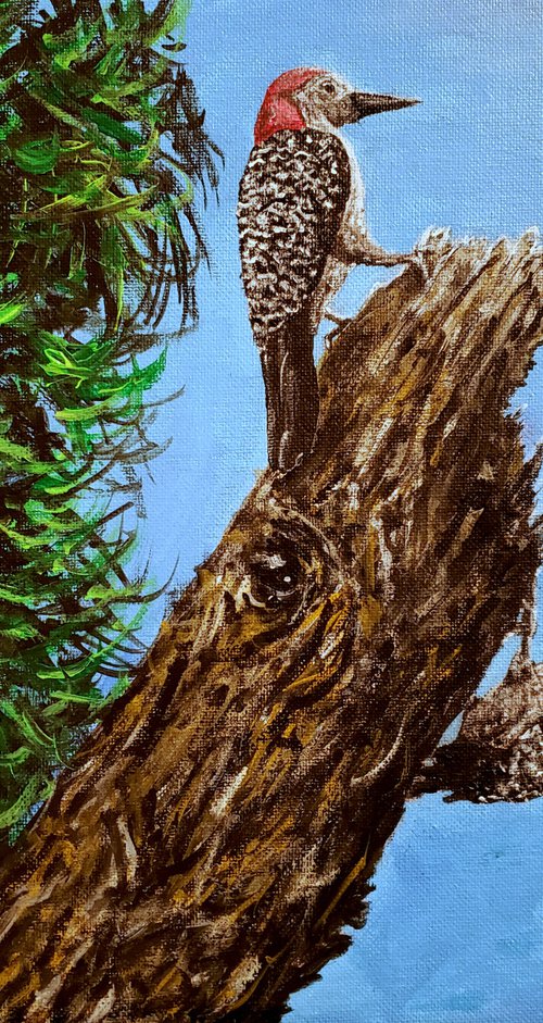 Florida Wildlife Collection: Woodpeckers by Robbie Potter