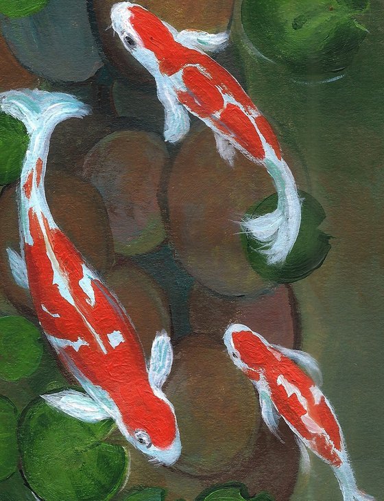 Koi fish in water lily pond