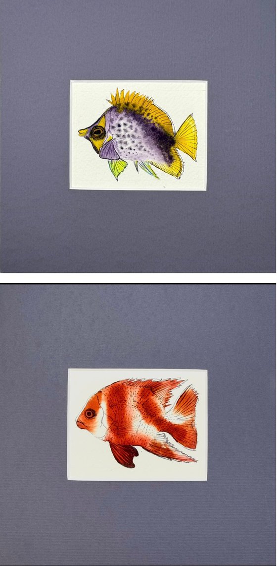 Three Exotic colorful fish