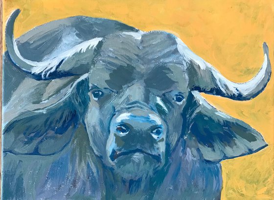 African Buffalo - 2017