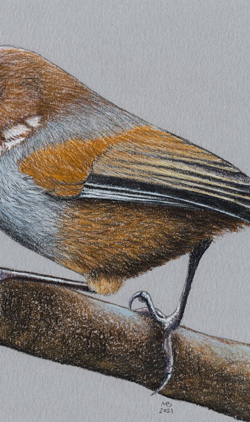 Original pastel drawing bird "Brown-throated Fulvetta" by Mikhail Vedernikov