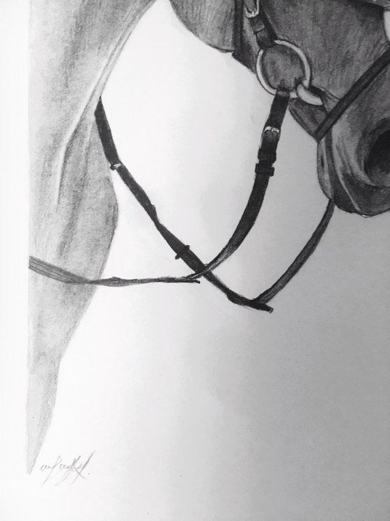 Horse drawing