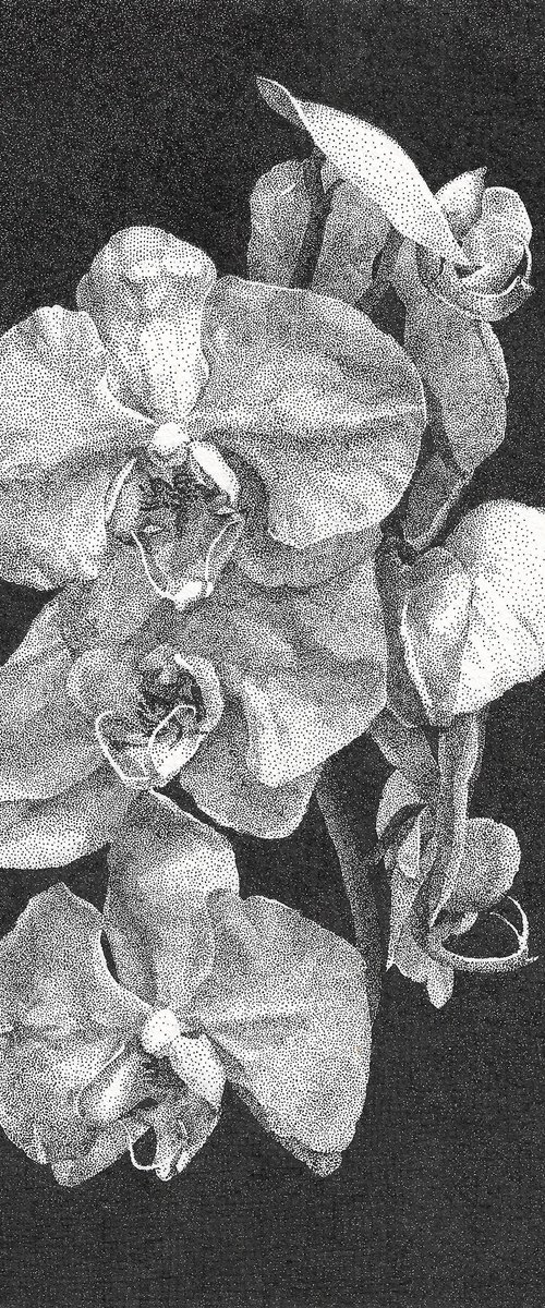 Orchid lan by Iana Cherepanska