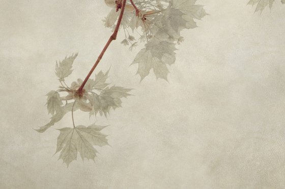 Maple Leaves, 24 x 16"