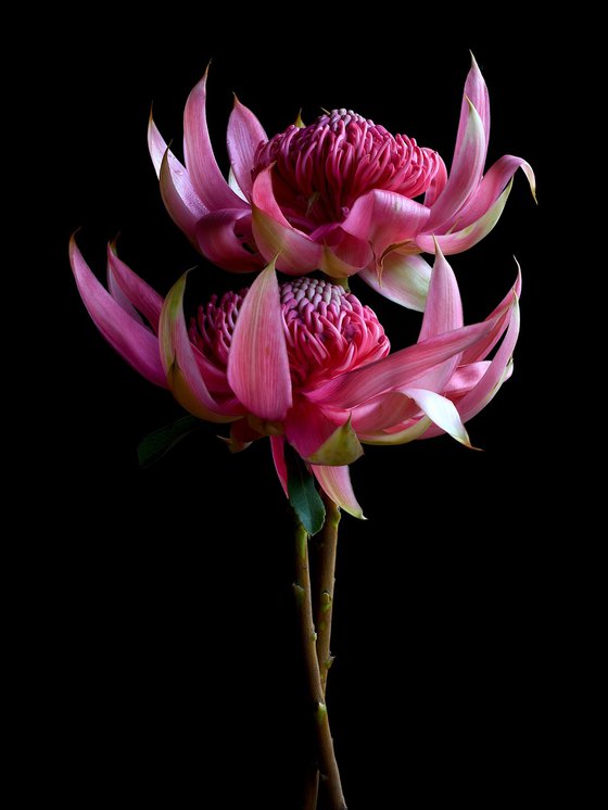 Pink Waratah Pair