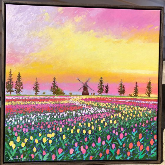 Sunset over tulips field
