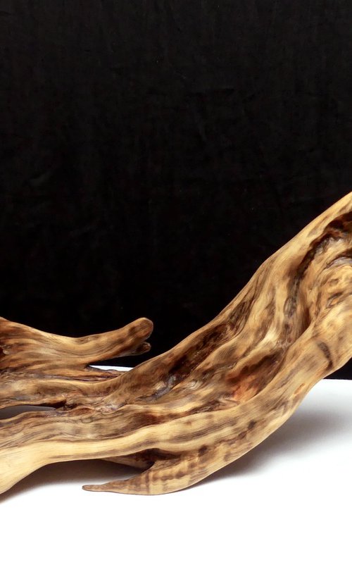 Breaching Whale by J. Lane