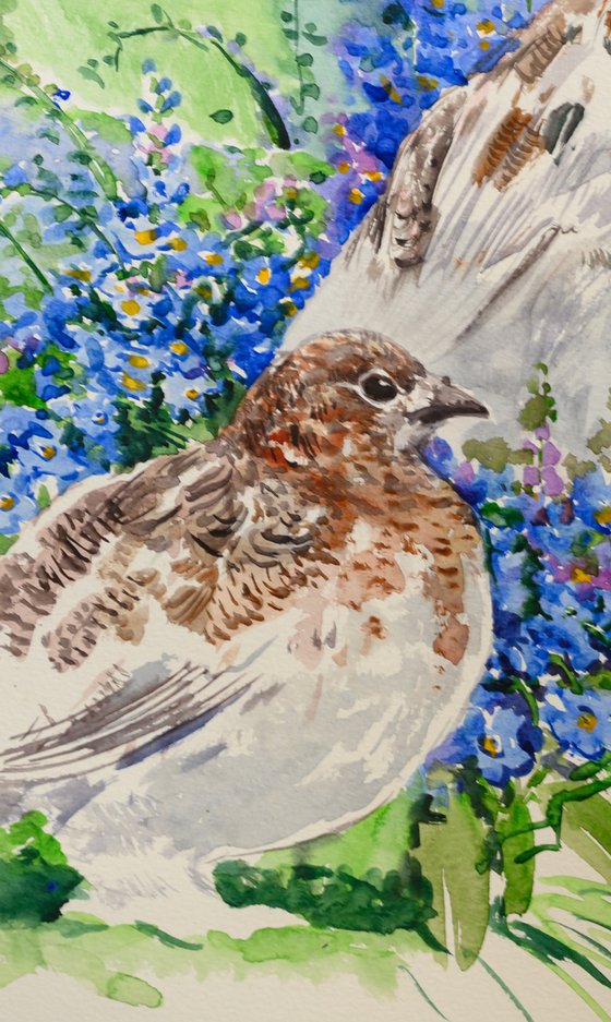 Alaska State Bird and Flower, Willow Ptarmigan and Forget Me Nots