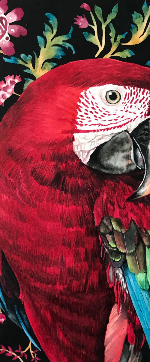 Macaw Parrot by Lisa Lennon