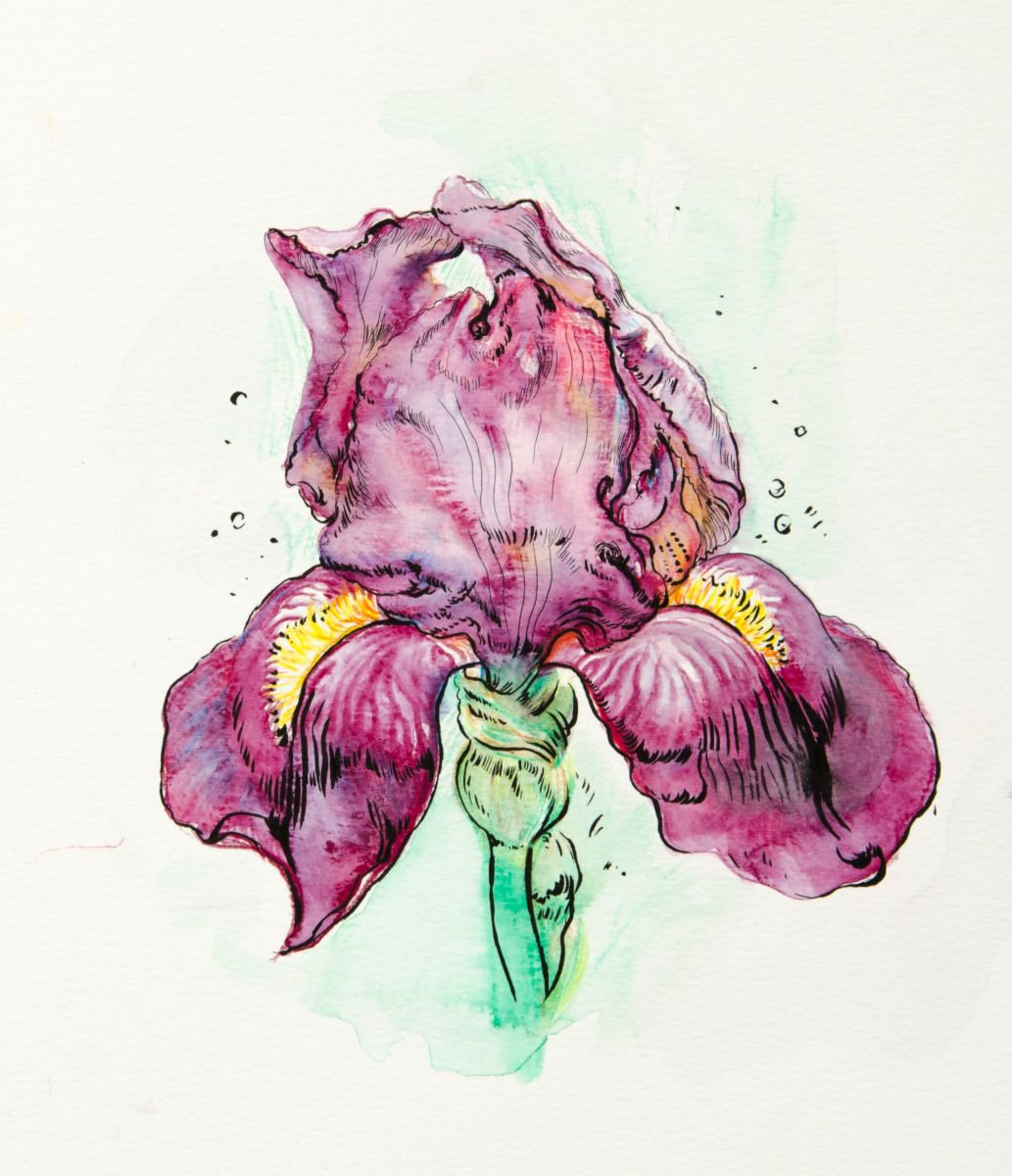 Iris. Watercolor pencil on paper by Daria Galinski