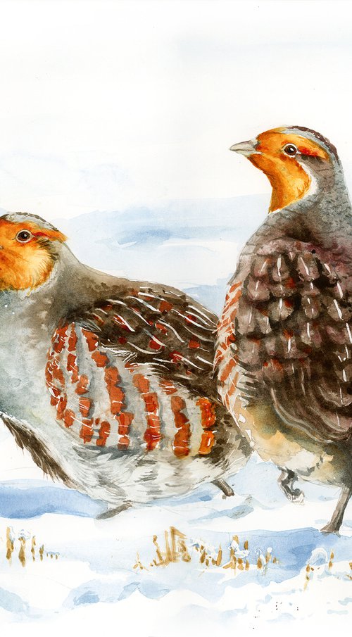 Grey partridges, winter watercolor by Karolina Kijak