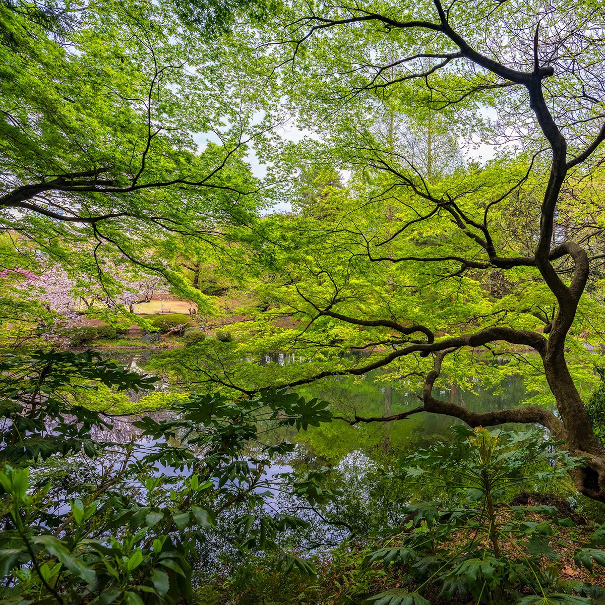 Photorealistic Botanical Photograph By Nick Psomiadis, 35 X 35", Nature