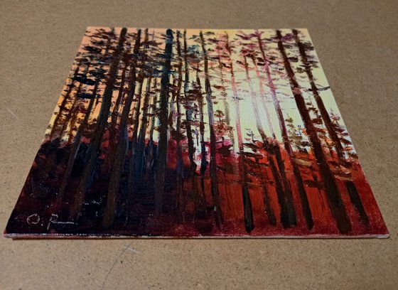 Sunset in the forest