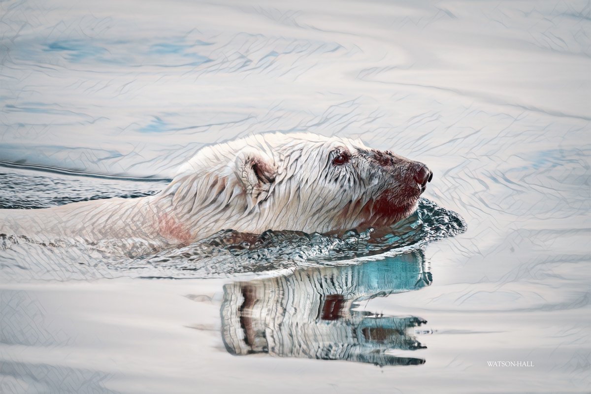 Arctic Polar Bear by Marlene Watson