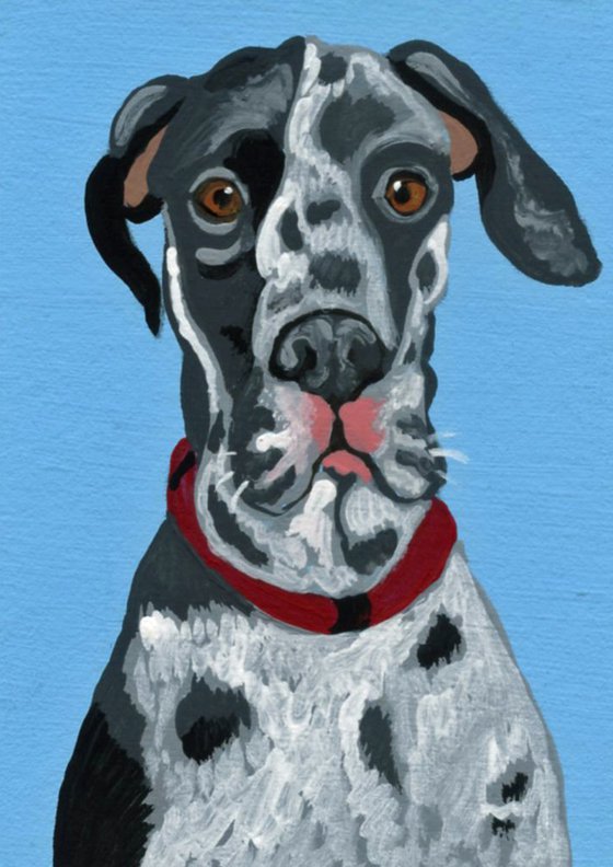 ACEO ATC Original Miniature Painting Harlequin Great Dane Pet Dog Art-Carla Smale