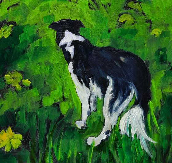 Border Collie Paradise