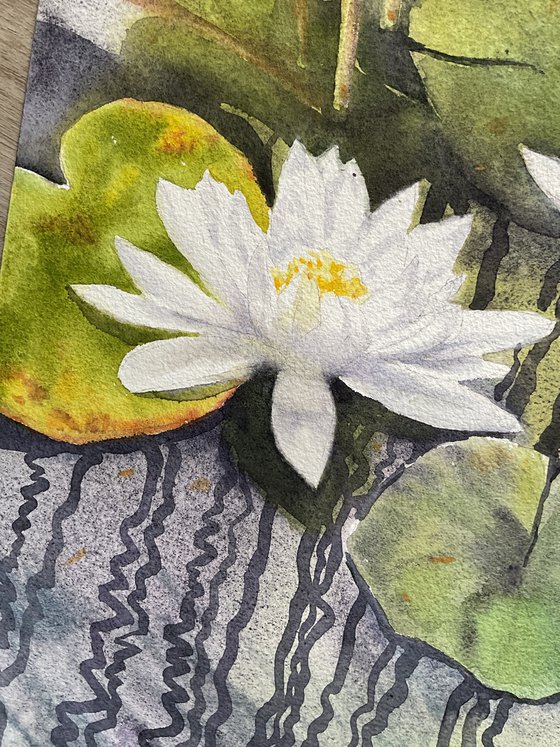 White water lilies \ Reflections
