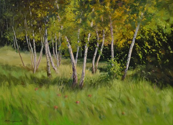 Birches at the edge of the forest