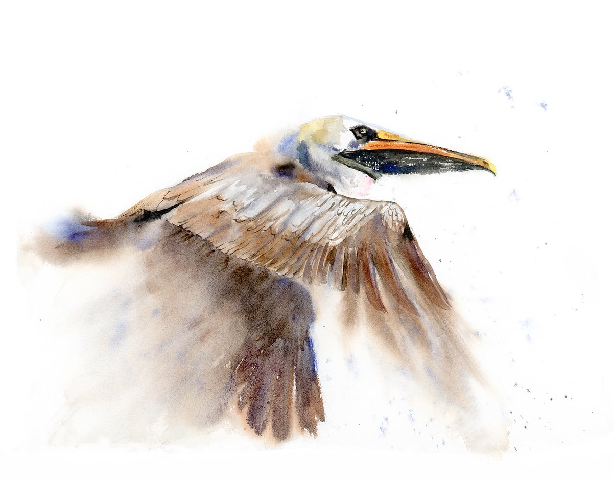 Flying Brown Pelican - Original Watercolor Painting by Olga Shefranov (Tchefranova)