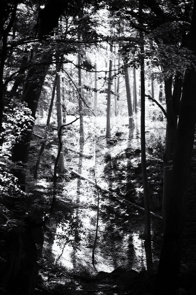 the place where light is hiding in the woods by Christian Schwarz