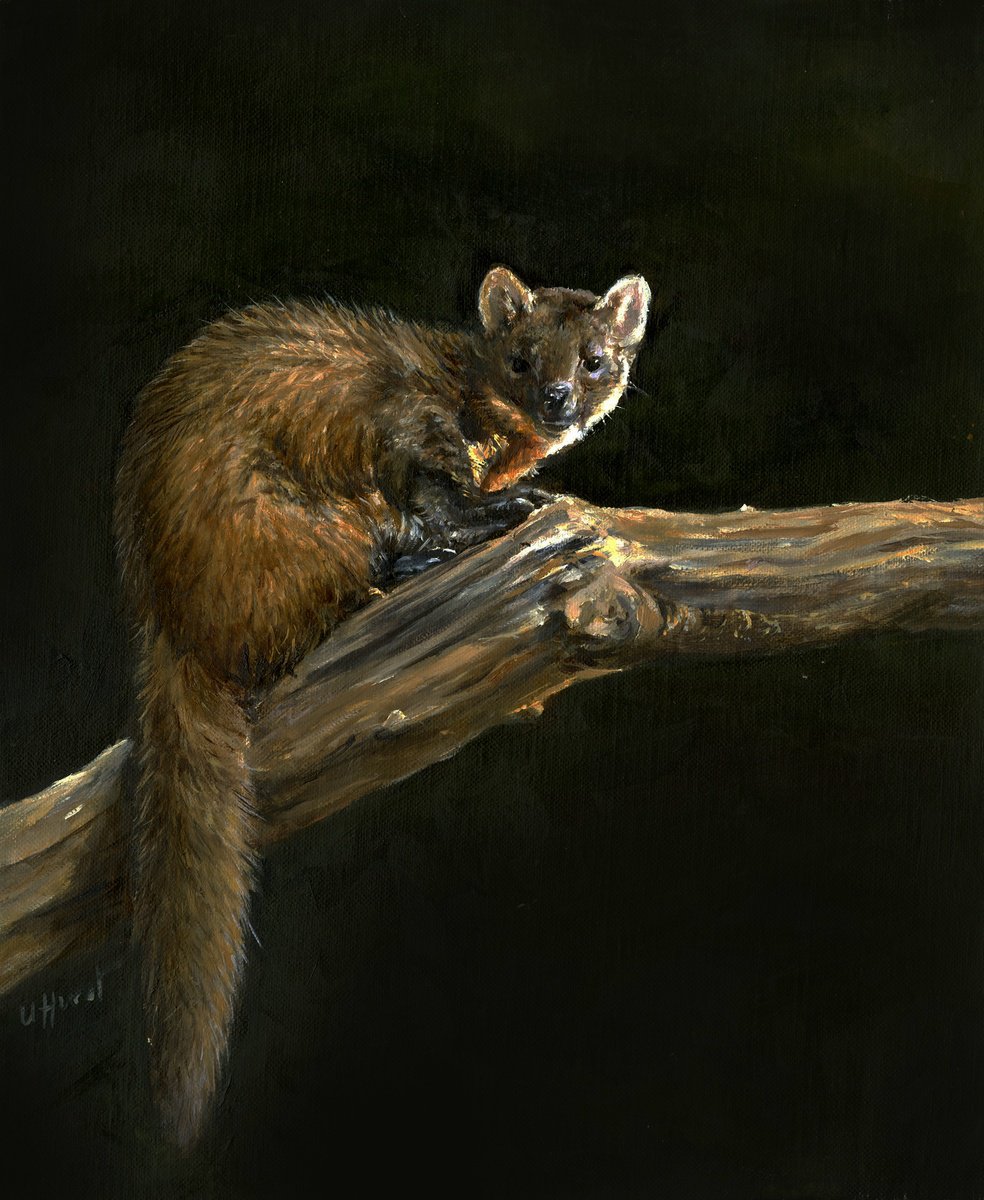 European Pine marten by Una Hurst