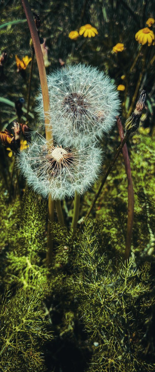 Flowers to the sky by Nektaria Thalia