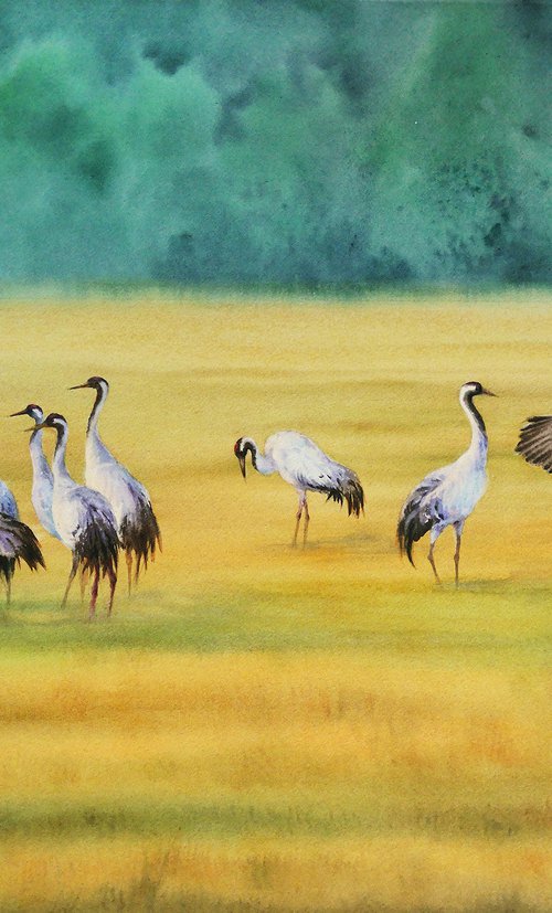 Red-crowned cranes walk in the mown fields by Olga Beliaeva Watercolour