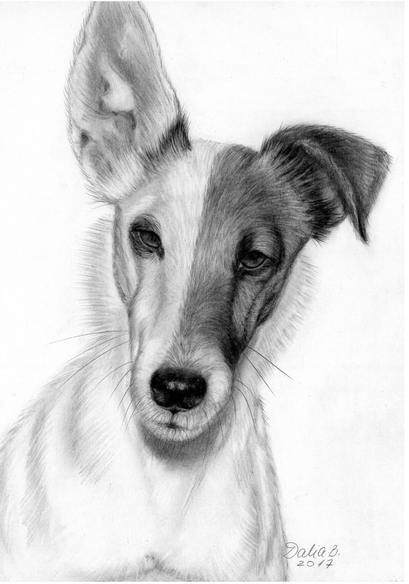 Fox-terrier by Dalia Binkiene