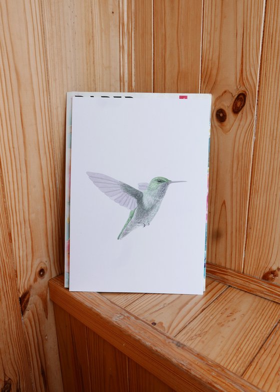 Hummingbird in flight sketch