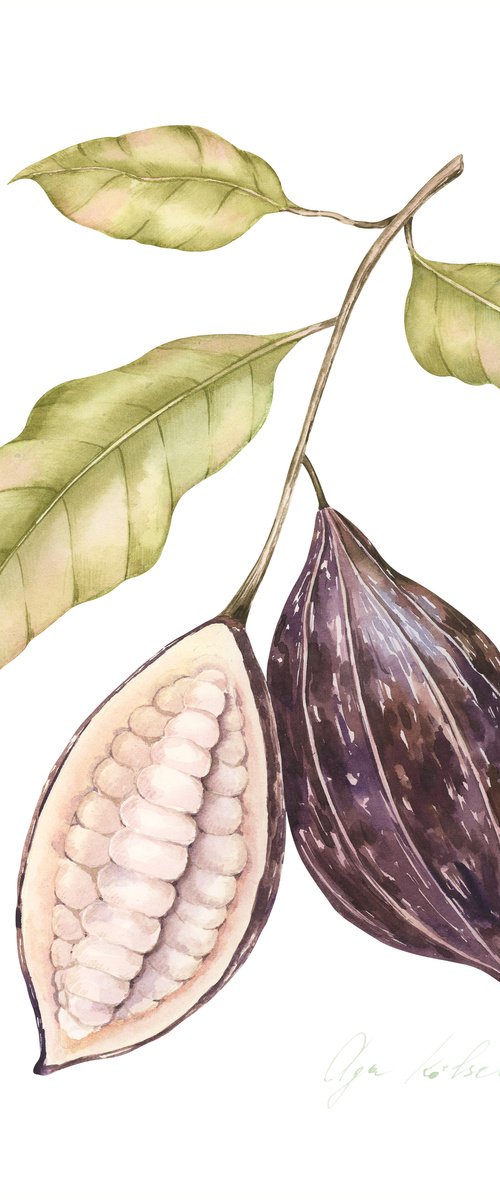Cacao Beans by Olga Koelsch