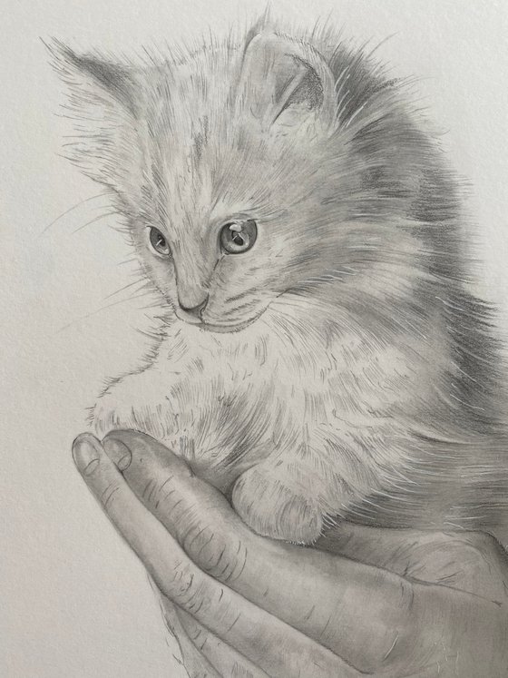 The kitten and the hand