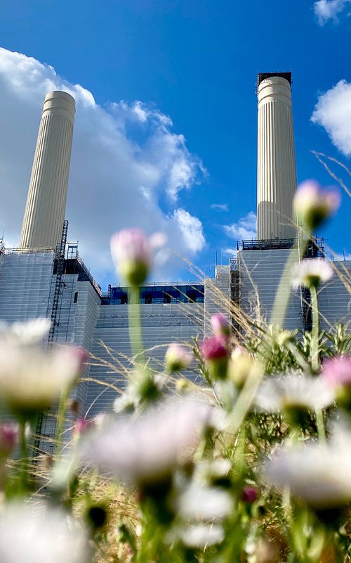 Battersea Power station : flower field 2020 1/20 18"X12" by Laura Fitzpatrick
