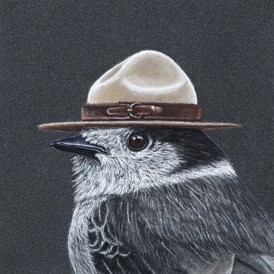 Original pastel drawing bird "Canada jay"