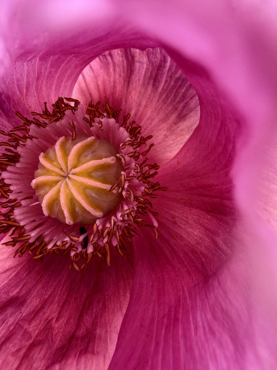 Inside the purple poppy