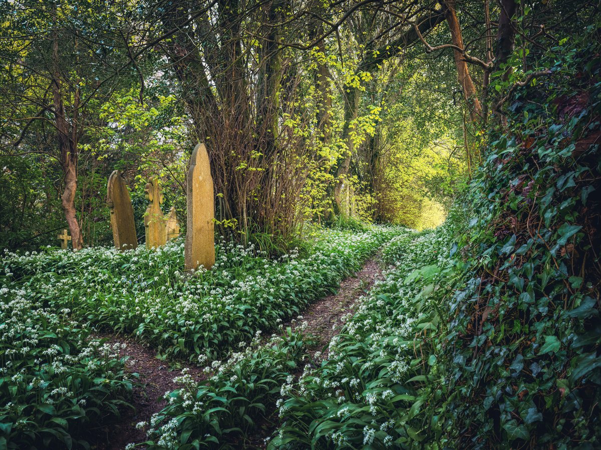 Churchyard Wild Garlic Path by Paul Nash